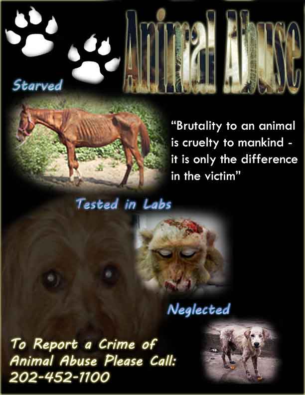 PSA Project: Animal Abuse - Kristin Folsom